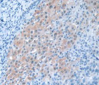Immunohistochemistry (Formalin/PFA-fixed paraffin-embedded sections) - Anti-Pannexin 1 antibody (AB233479)
