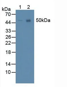 Western blot - Anti-Pannexin 1 antibody (AB233479)