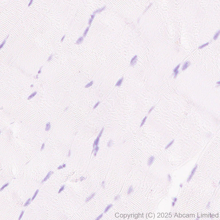 Immunohistochemistry (Formalin/PFA-fixed paraffin-embedded sections) - Anti-Pannexin 1 antibody [EPR28631-135] (AB325529)