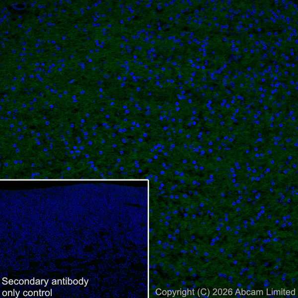 Immunohistochemistry (Frozen sections) - Anti-Pannexin 1 antibody [EPR28631-135] (AB325529)