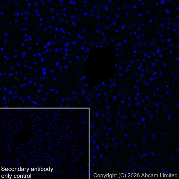 Immunohistochemistry (Frozen sections) - Anti-Pannexin 1 antibody [EPR28631-135] (AB325529)