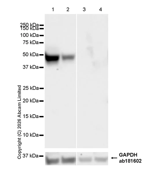 Western blot - Anti-Pannexin 1 antibody [EPR28631-135] (AB325529)