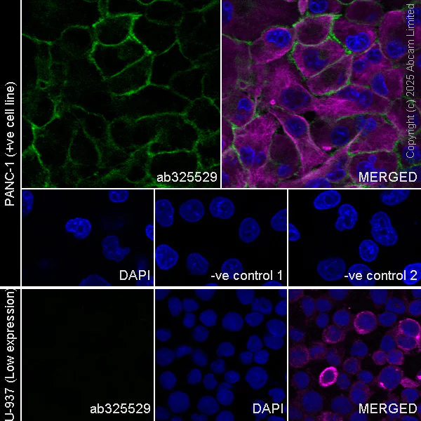 Immunocytochemistry/ Immunofluorescence - Anti-Pannexin 1 antibody [EPR28631-135] - BSA and Azide free (AB325534)