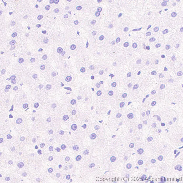 Immunohistochemistry (Formalin/PFA-fixed paraffin-embedded sections) - Anti-Pannexin 1 antibody [EPR28631-135] - BSA and Azide free (AB325534)