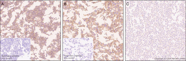 Immunohistochemistry (Formalin/PFA-fixed paraffin-embedded sections) - Anti-Pannexin 1 antibody [EPR28631-135] - BSA and Azide free (AB325534)
