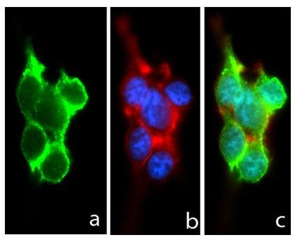 Immunocytochemistry/ Immunofluorescence - Anti-Pannexin 1 antibody [RP23040037] (AB308039), expandable thumbnail