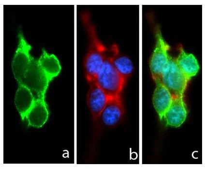 Immunocytochemistry/ Immunofluorescence - Anti-Pannexin 1 antibody [RP23040037] (AB308039)