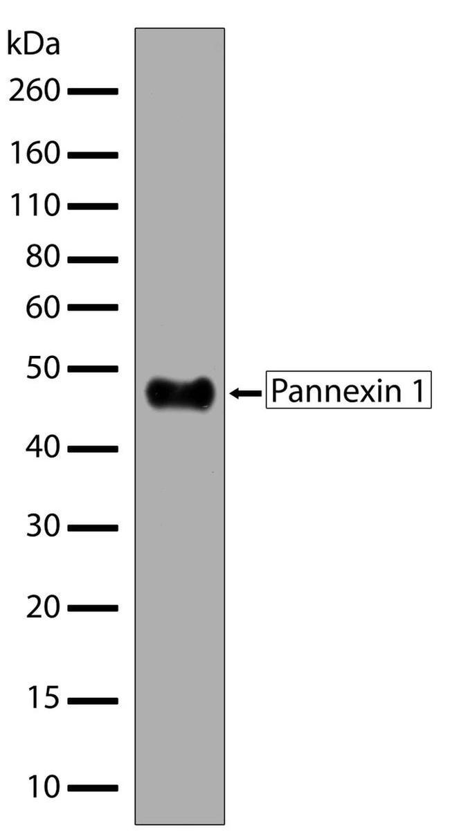 Western blot - Anti-Pannexin 1 antibody [RP23040037] (AB308039), expandable thumbnail