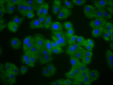 Immunocytochemistry/ Immunofluorescence - Anti-Pannexin 3 antibody (AB237055)