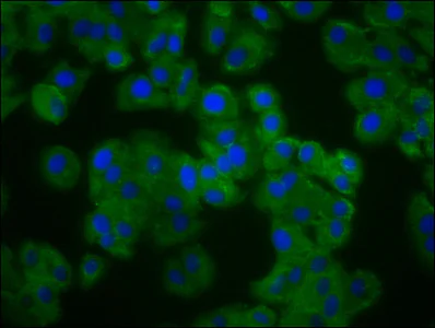 Immunocytochemistry/ Immunofluorescence - Anti-Pannexin 3 antibody (AB237055)