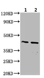 Western blot - Anti-Pannexin 3 antibody (AB237055)