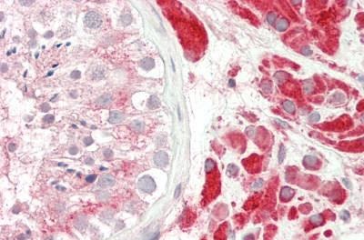 Immunohistochemistry (Formalin/PFA-fixed paraffin-embedded sections) - Anti-PAOX/PAO antibody (AB230441), expandable thumbnail