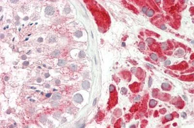 Immunohistochemistry (Formalin/PFA-fixed paraffin-embedded sections) - Anti-PAOX/PAO antibody (AB230441)