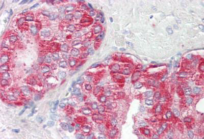Immunohistochemistry (Formalin/PFA-fixed paraffin-embedded sections) - Anti-PAP antibody (AB189343), expandable thumbnail