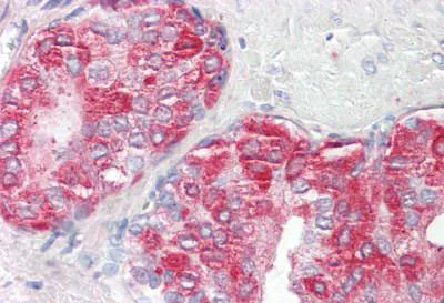 Immunohistochemistry (Formalin/PFA-fixed paraffin-embedded sections) - Anti-PAP antibody (AB189343)
