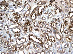 Immunohistochemistry (Formalin/PFA-fixed paraffin-embedded sections) - Anti-PAP antibody [EPR4066] (AB108984)