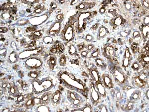 Immunohistochemistry (Formalin/PFA-fixed paraffin-embedded sections) - Anti-PAP antibody [EPR4066] - BSA and Azide free (AB247732)
