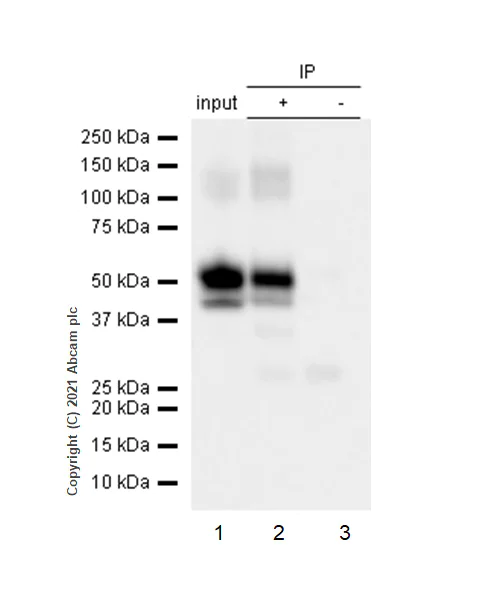 Immunoprecipitation - Anti-PAP antibody [EPR4066] - BSA and Azide free (AB247732)