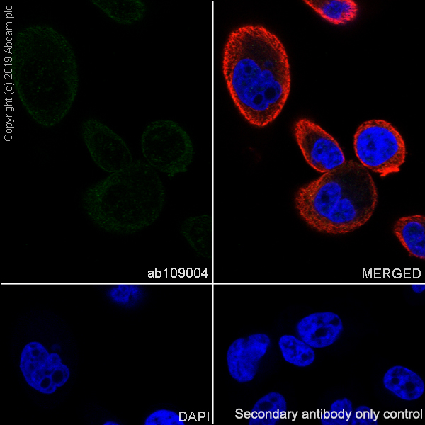 Immunocytochemistry/ Immunofluorescence - Anti-PAP antibody [EPR4067] (AB109004), expandable thumbnail