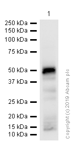 Western blot - Anti-PAP antibody [EPR4067] (AB109004), expandable thumbnail