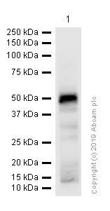 Western blot - Anti-PAP antibody [EPR4067] (AB109004)