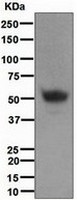 Western blot - Anti-PAP antibody [EPR4067] (AB109004), expandable thumbnail