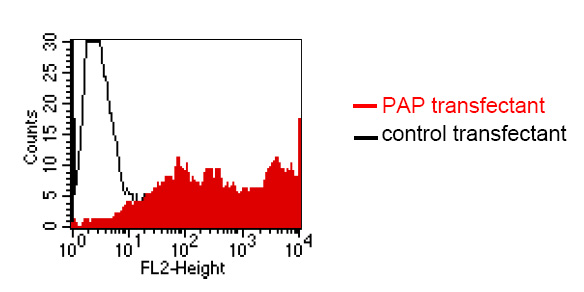 Flow Cytometry - Anti-PAP antibody [LT3D1] (AB61707), expandable thumbnail
