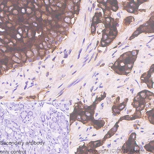 Immunohistochemistry (Formalin/PFA-fixed paraffin-embedded sections) - Anti-PAP antibody [SP313] - BSA and Azide free (AB272004)