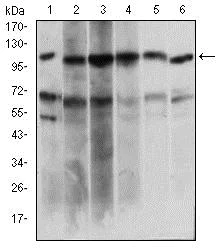 Western blot - Anti-PAPLN/Papilin antibody [5B2E5] (AB181788)