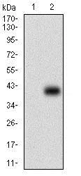 Western blot - Anti-PAPLN/Papilin antibody [5B2E5] (AB181788)