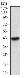 Western blot - Anti-PAPLN/Papilin antibody [5B2E5] (AB181788)