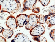 Immunohistochemistry (Formalin/PFA-fixed paraffin-embedded sections) - Anti-PAPP A antibody [9] (AB52030)