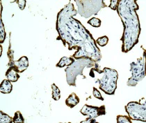 Immunohistochemistry (Formalin/PFA-fixed paraffin-embedded sections) - Anti-PAPP A antibody [EPR12897] - BSA and Azide free (AB249813)