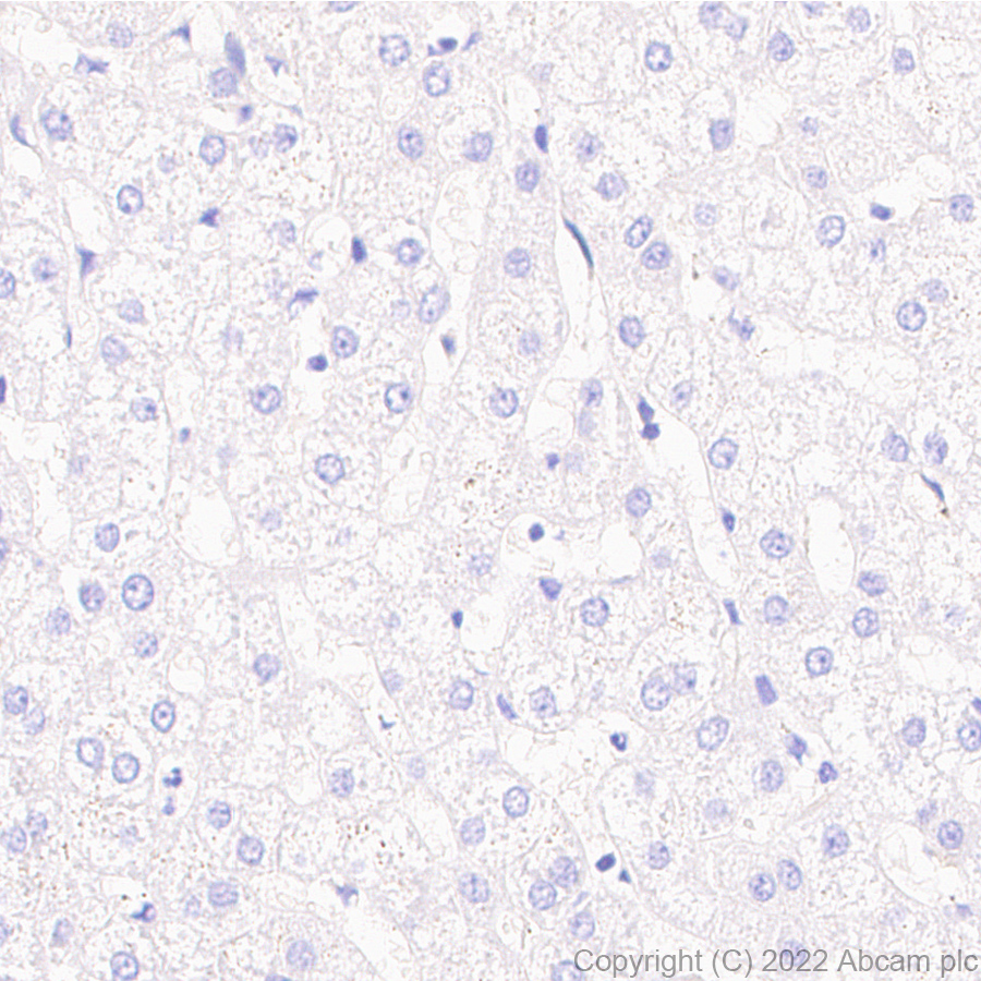 Immunohistochemistry - Anti-PAPP A2 antibody [EPR25642-91] (AB307087)