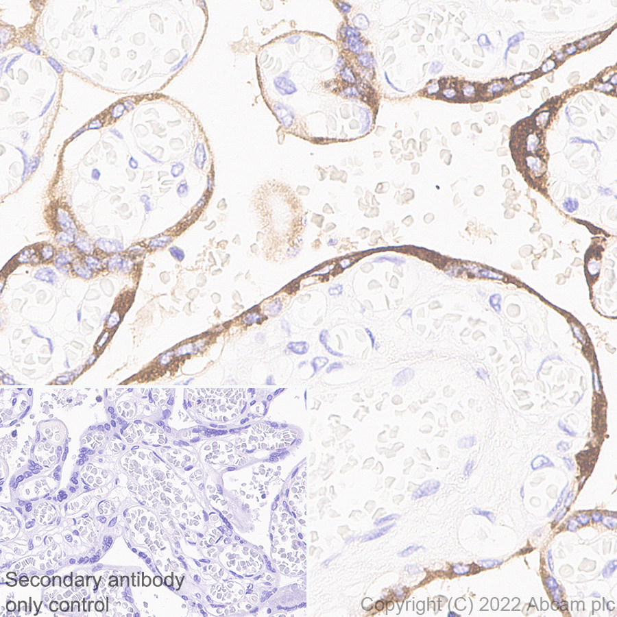 Immunohistochemistry - Anti-PAPP A2 antibody [EPR25642-91] (AB307087)