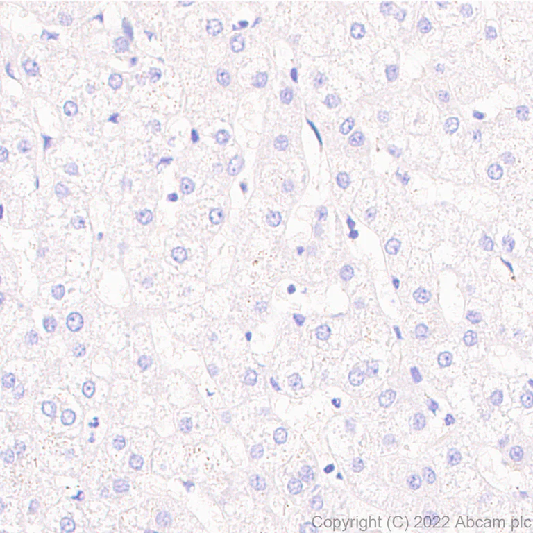 Immunohistochemistry - Anti-PAPP A2 antibody [EPR25642-91] - BSA and Azide free (AB307088)