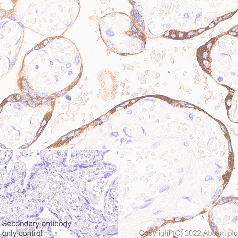 Immunohistochemistry - Anti-PAPP A2 antibody [EPR25642-91] - BSA and Azide free (AB307088)