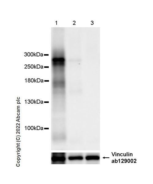 Western blot - Anti-PAPP A2 antibody [EPR25642-91] - BSA and Azide free (AB307088), expandable thumbnail