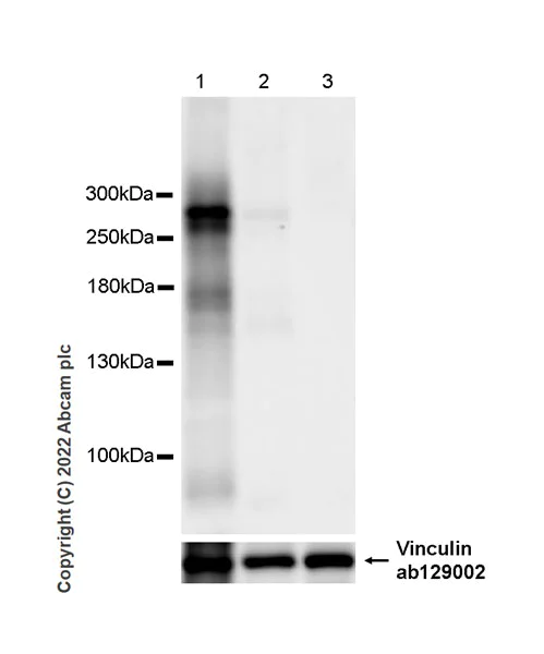 Western blot - Anti-PAPP A2 antibody [EPR25642-91] - BSA and Azide free (AB307088)