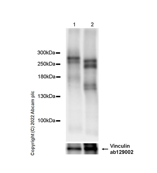 Western blot - Anti-PAPP A2 antibody [EPR25642-91] - BSA and Azide free (AB307088), expandable thumbnail