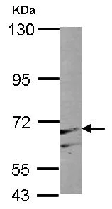 Western blot - Anti-PAPSS1 antibody (AB155600)