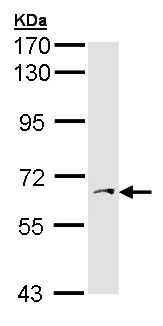 Western blot - Anti-PAPSS1 antibody (AB155600)