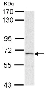 Western blot - Anti-PAPSS2 antibody (AB155588)
