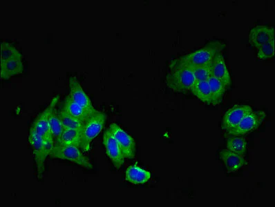 Immunocytochemistry/ Immunofluorescence - Anti-PAQR5 antibody (AB236798)