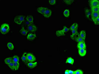 Immunocytochemistry/ Immunofluorescence - Anti-PAQR5 antibody (AB236798)