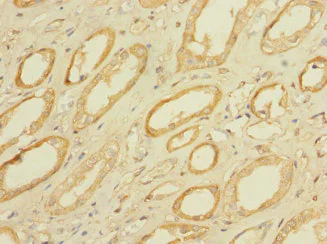 Immunohistochemistry (Formalin/PFA-fixed paraffin-embedded sections) - Anti-PAQR5 antibody (AB236798)
