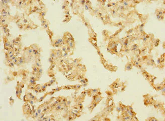 Immunohistochemistry (Formalin/PFA-fixed paraffin-embedded sections) - Anti-PAQR5 antibody (AB236798)