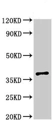 Western blot - Anti-PAQR5 antibody (AB236798)