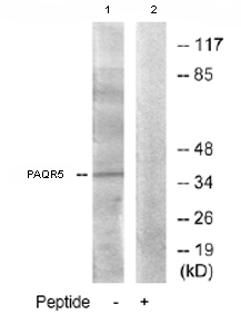 Western blot - Anti-PAQR5 antibody (AB79517)