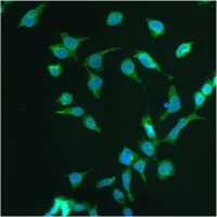 Immunocytochemistry/ Immunofluorescence - Anti-PAQR8 antibody (AB46535)